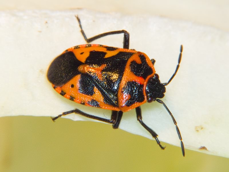 Eurydema (Rubrodorsalium) spectabilis Horváth, 1882
